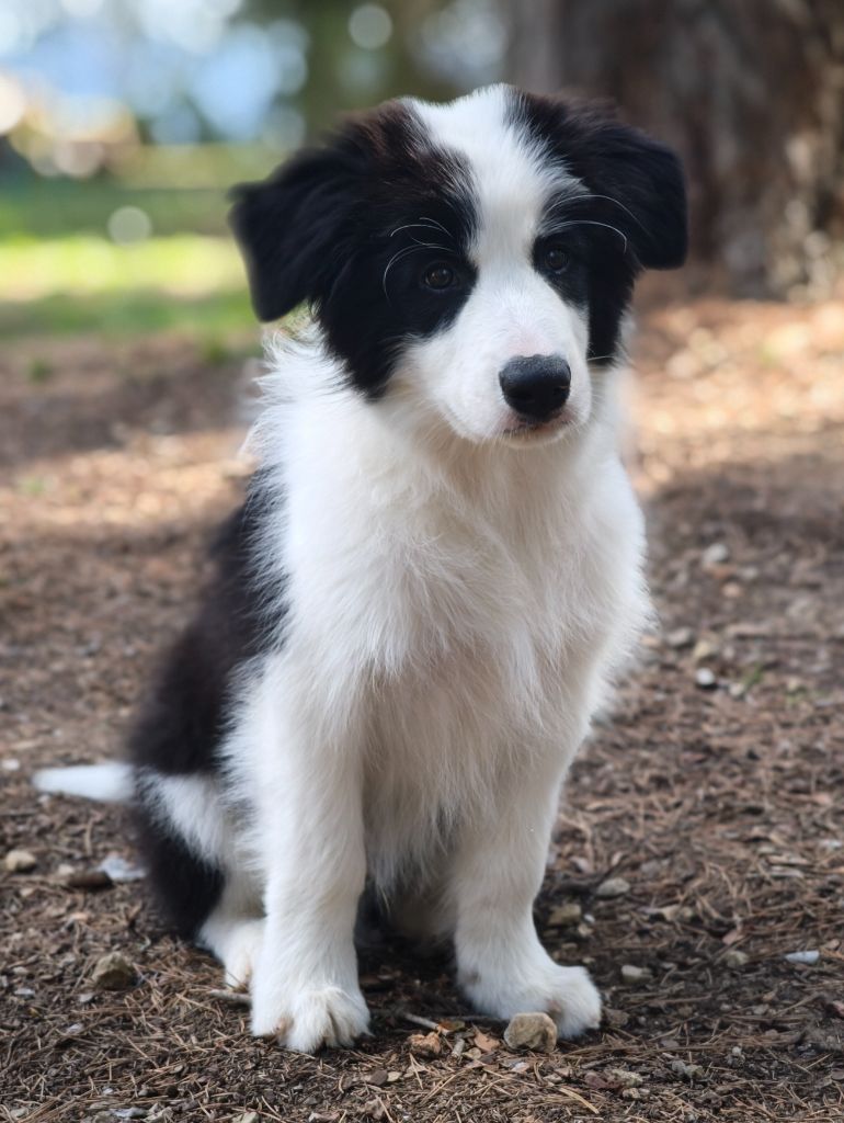 Andy Du Mistral D'azur