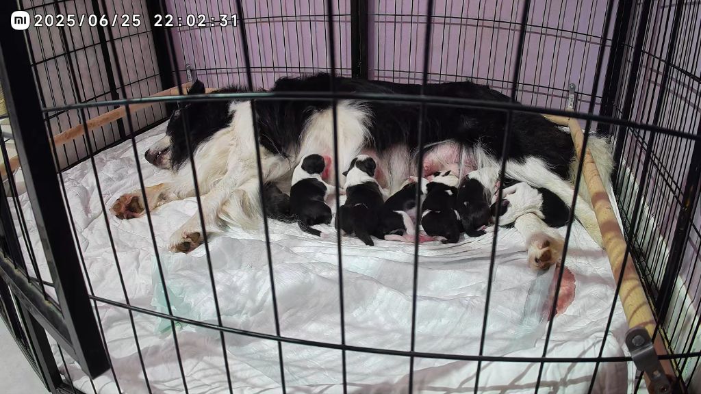 Les chiots sont nés 