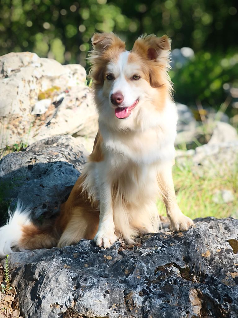 Valia 