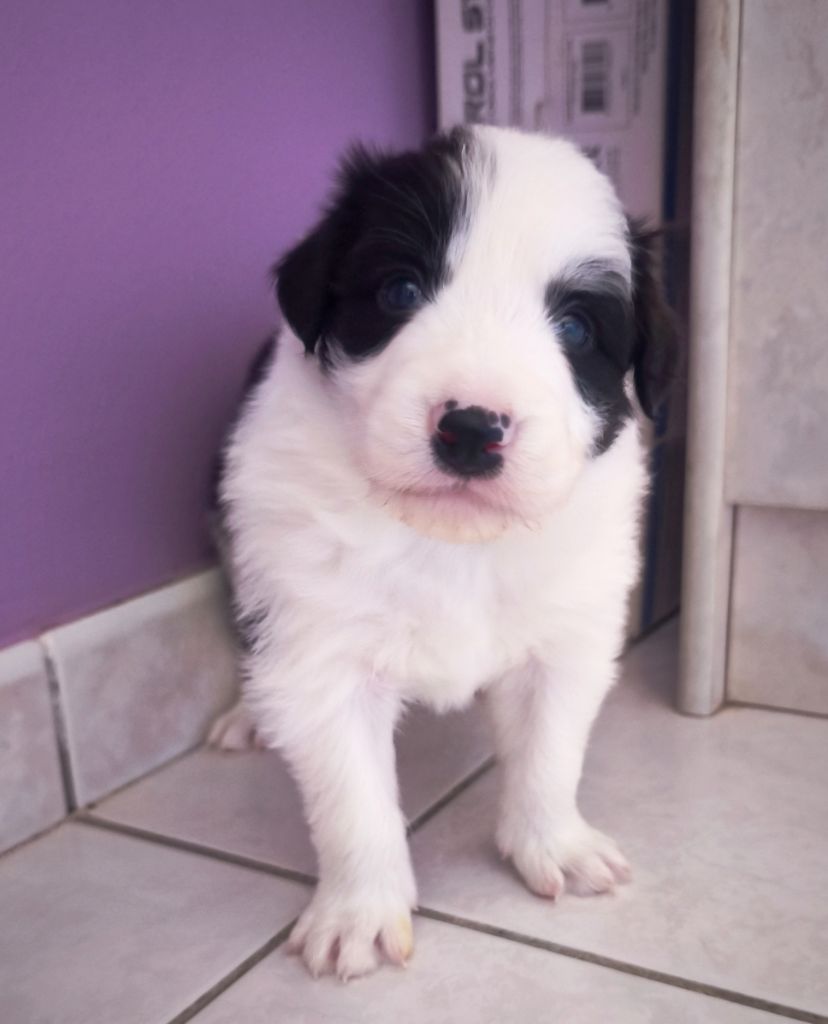 Du Mistral D'azur - Chiots disponibles - Border Collie