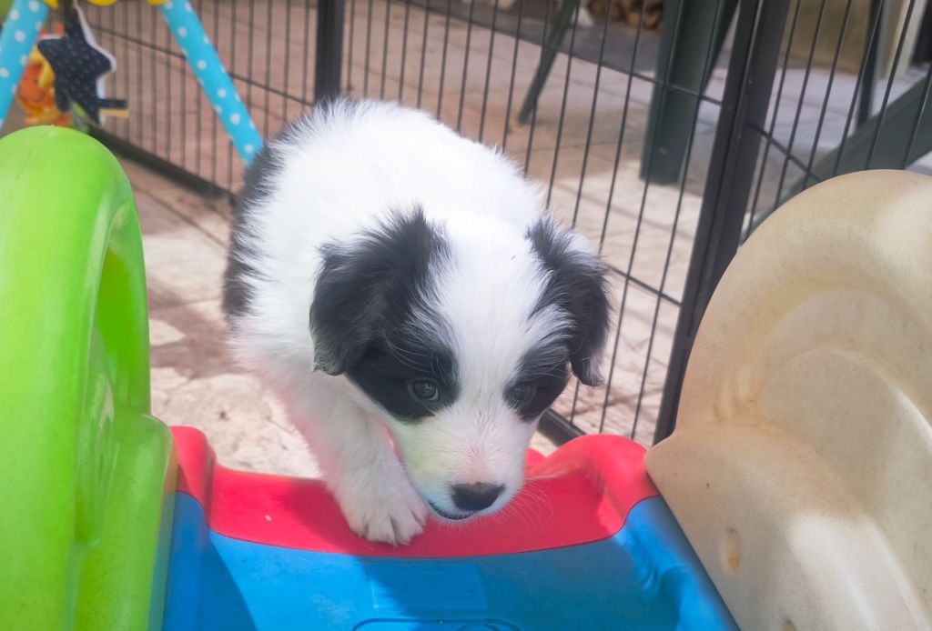 Du Mistral D'azur - Chiots disponibles - Border Collie