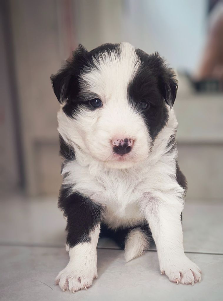 Du Mistral D'azur - Chiots disponibles - Border Collie