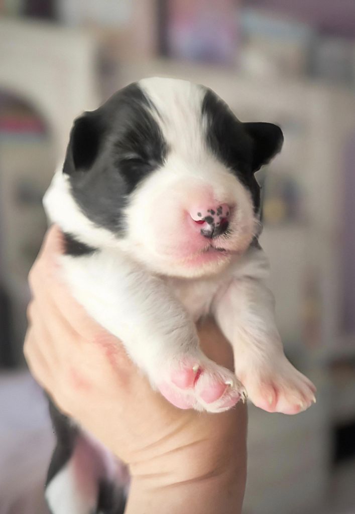 Du Mistral D'azur - Chiots disponibles - Border Collie