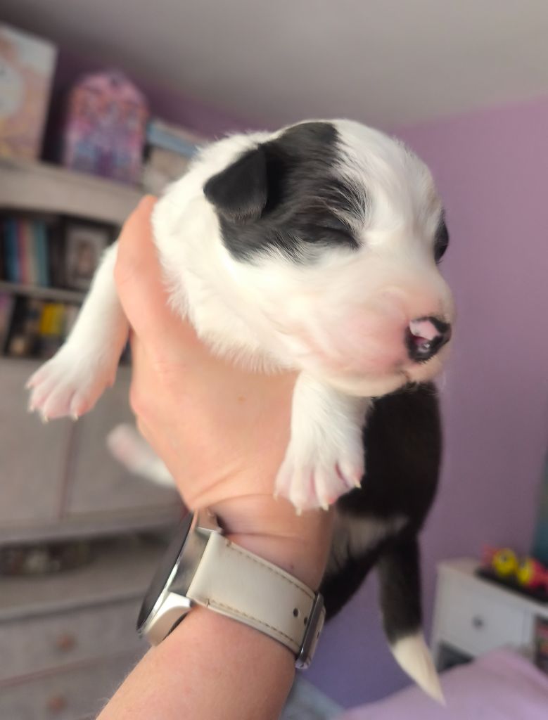 Du Mistral D'azur - Chiots disponibles - Border Collie