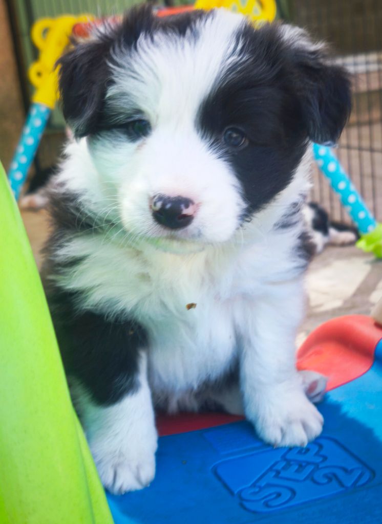 Du Mistral D'azur - Chiots disponibles - Border Collie