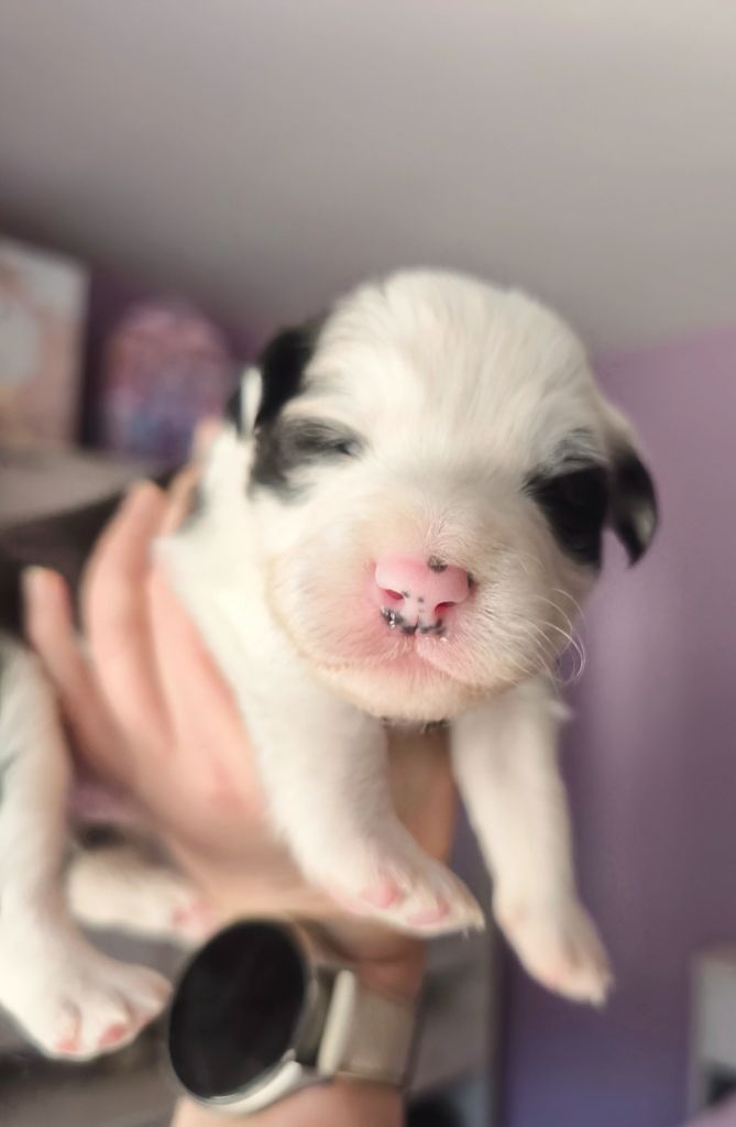 Du Mistral D'azur - Chiots disponibles - Border Collie