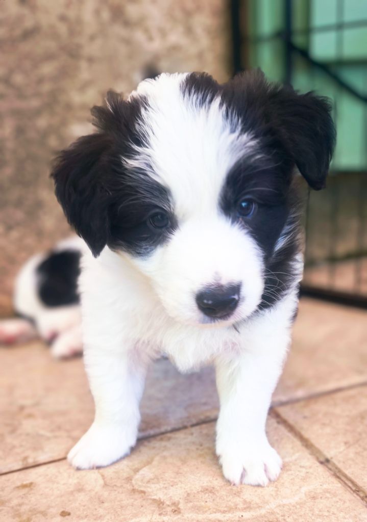 Du Mistral D'azur - Chiots disponibles - Border Collie