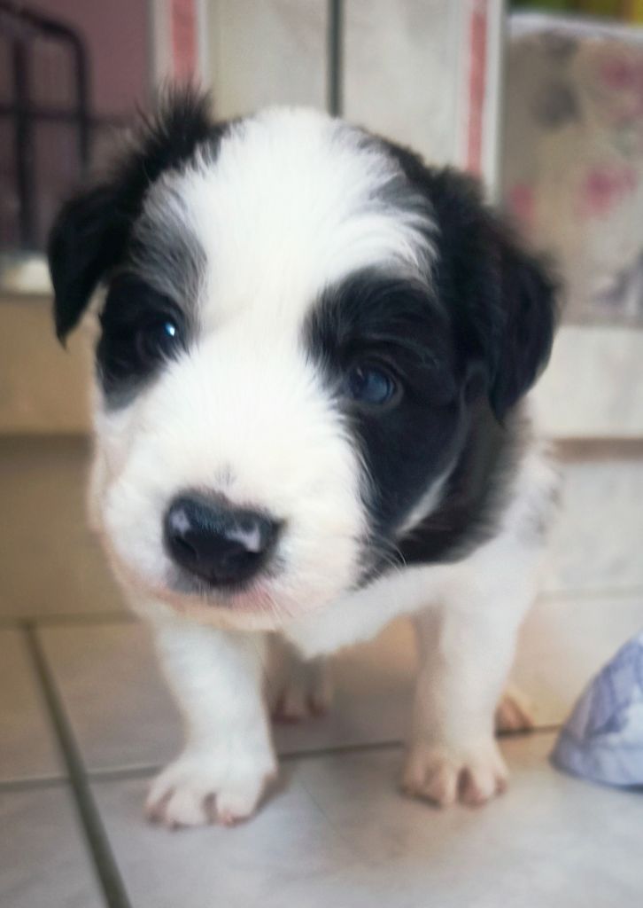 Du Mistral D'azur - Chiots disponibles - Border Collie