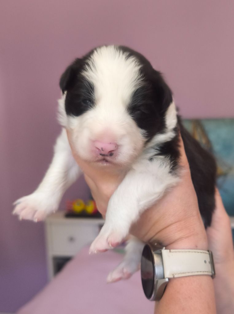 Du Mistral D'azur - Chiots disponibles - Border Collie