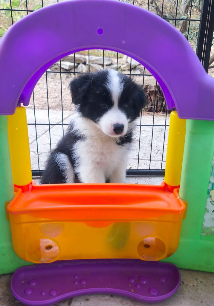 Du Mistral D'azur - Border Collie - Portée née le 25/06/2025