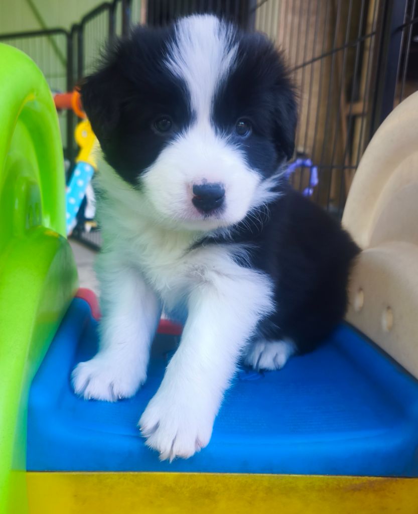Du Mistral D'azur - Chiots disponibles - Border Collie