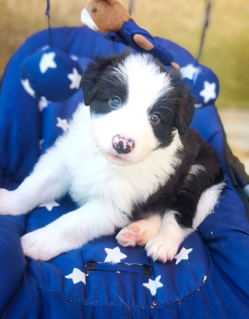 Du Mistral D'azur - Chiots disponibles - Border Collie