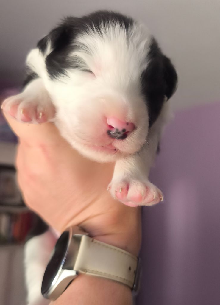Du Mistral D'azur - Chiots disponibles - Border Collie