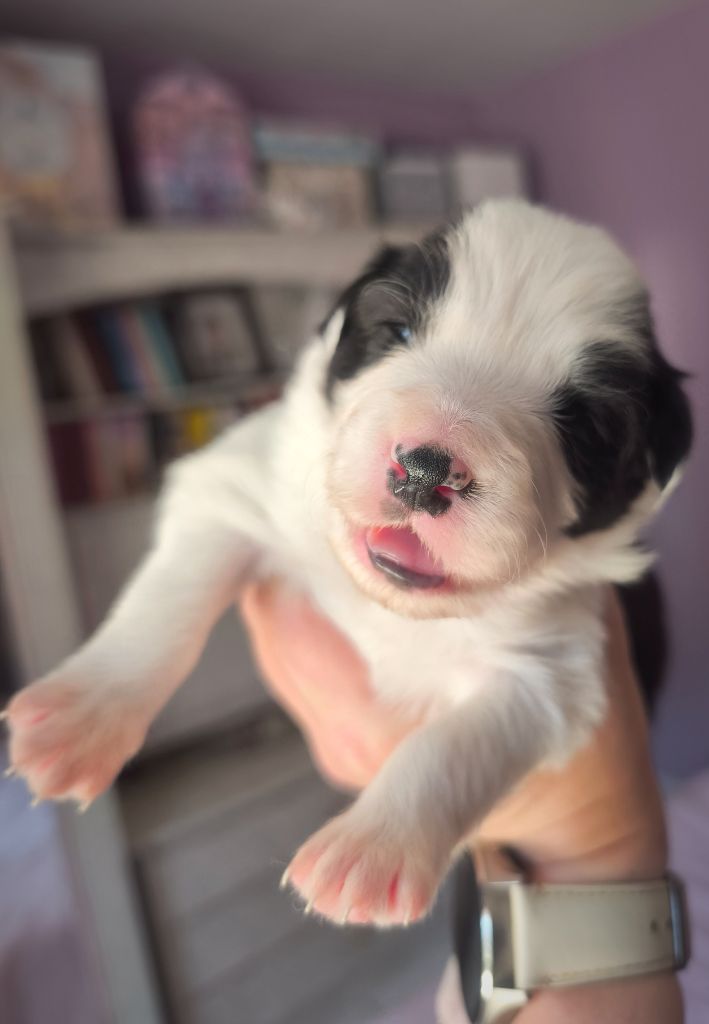 Du Mistral D'azur - Chiots disponibles - Border Collie